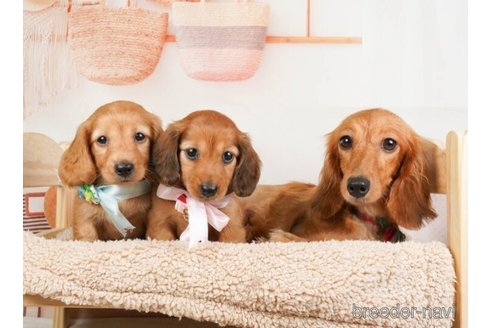 成約済の神奈川県のミニチュアダックスフンド(ロングヘアード)-253865の5枚目